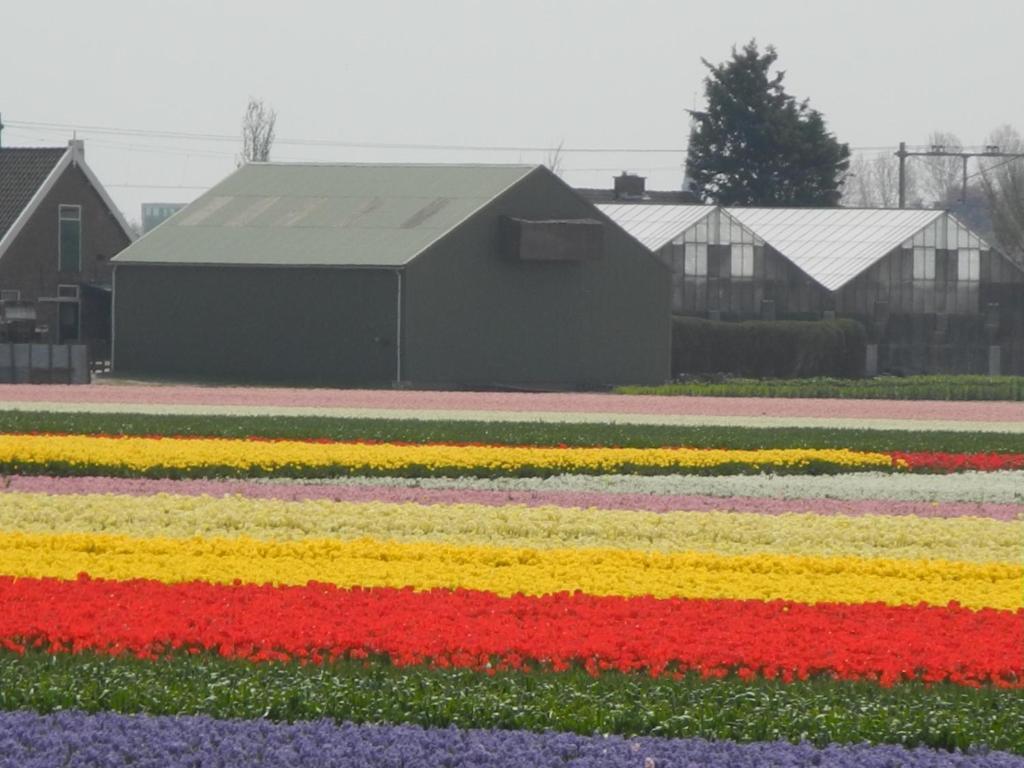 Pension Schier Zandvoort Exteriör bild
